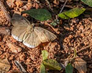 closeup of a small brown Tagiades japetus perched on the ground on a sunny day