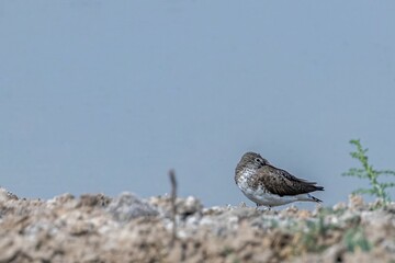 A Common Sandpiper resting near a lake