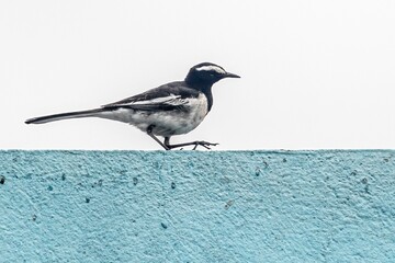 Black and white bird perched on the side of a brick building against a clear sky