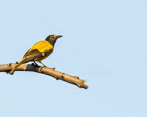 Vibrant yellow bird perched on a tree branch against a blue sky