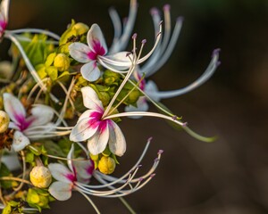 Close-up shot of a flowering tree branch in a natural forest setting