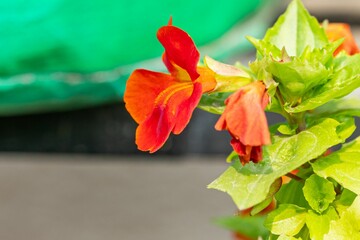 Close-up shot of a red Scarlet monkeyflower grown in the garden in spring