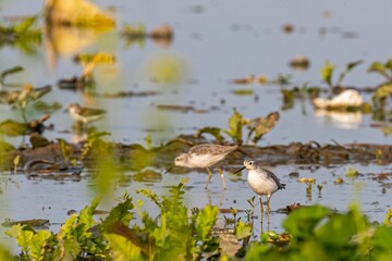 Marsh sandpiper birds stand in a shallow pond surrounded by lush vegetation
