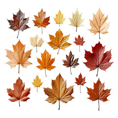 Fototapeta premium a collection of a variety size of maple leaves isolated in white background PNG