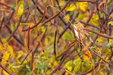 Majestic Zitting Cisticola bird perched atop a branch of a tree, surrounded by a vibrant green bush