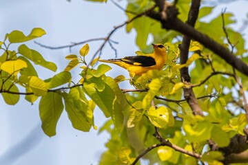 Elegant Black-naped oriole perched on a tree branch in a natural outdoor habitat