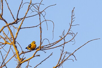 Canary perched on a barren tree limb against a bright blue sky