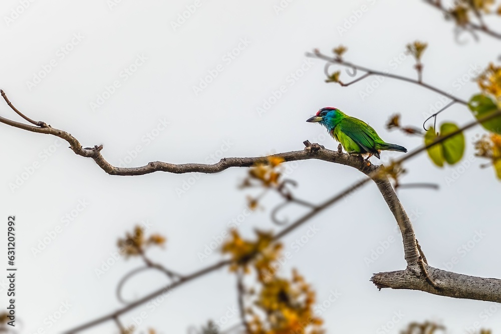 Poster vibrant small blue-throated barbet perched on a branch of a tree