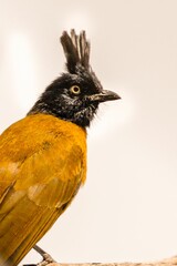 Black-headed yellow bird perched atop a tree branch against a clear sky