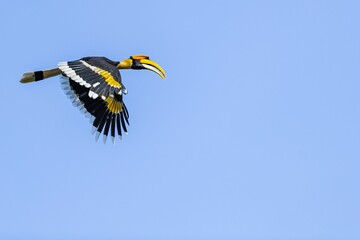 Beautiful shot of a great hornbill bird flying through a blue sky © Yadvendra Kumar/Wirestock Creators