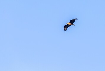 Low angle shot of a majestic bird soaring through a blue sky