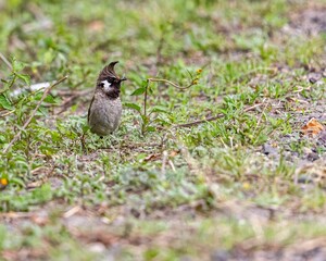 Himalayan bulbul bird in its natural habitat