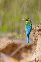 Close-up view of a vibrant blue-tailed bee-eater sitting on a thin twig