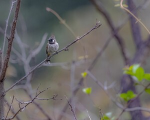 Himalayan bulbul bird in its natural habitat
