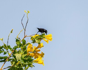 Palestine sunbird in its natural habitat