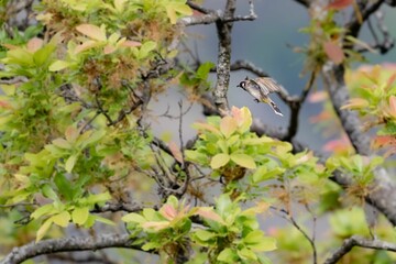 Himalayan bulbul bird in its natural habitat