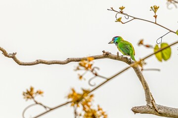 Vibrant small blue-throated barbet perched on a branch of a tree