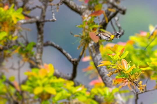 Himalayan bulbul bird in its natural habitat