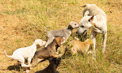 Obraz na płótnie Canvas The happy family dog,female dog with puppies.