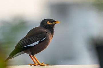 Myna perched on a wall