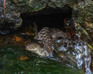 Snake swimming in water