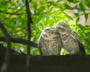 Cute owl couple perched on a tree branch