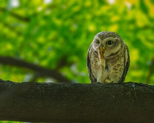 Spotted owl perched on a tree branch