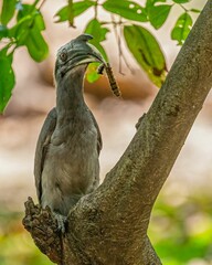 Indian grey hornbill (Ocyceros birostris) perched on a branch