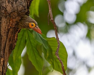 Brown-headed barbet (Psilopogon zeylanicus) coming out of the nest