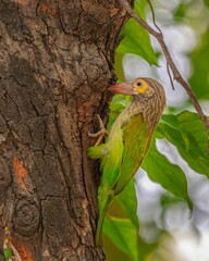 Brown-headed barbet (Psilopogon zeylanicus) perched on a tree