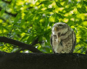 Spotted owl perched on a tree