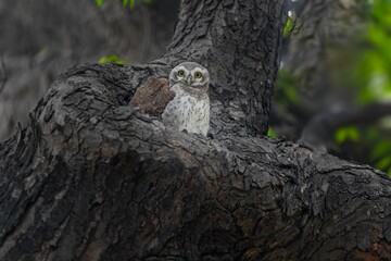Spotted owl perched on a tree