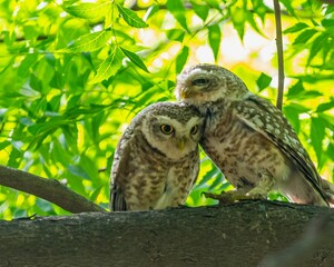 Two spotted owls perched on a tree