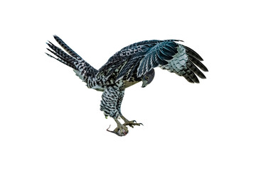 Red-tailed Hawk (Buteo jamaicensis) Photo, on a Transparent Background, With Dinner
