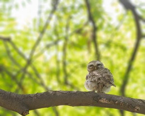 Owl perched on a tree branch