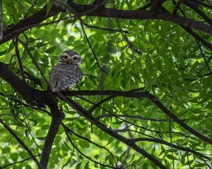 Owl perched on a tree branch