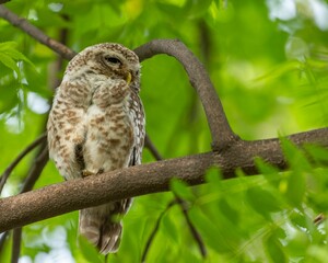 Owl perched on a tree branch