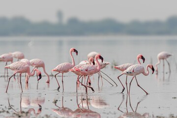 Flock of flamingos in the lake