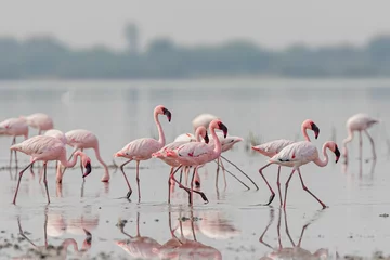 Fotobehang Flock of flamingos in the lake © Yadvendra Kumar/Wirestock Creators