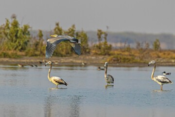 Grey Heron flying over a lake
