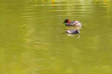 two ducks swims on the water