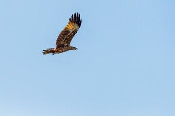 an eagle soaring in the sky on a clear day or perhaps sunny