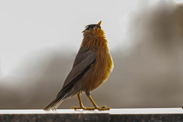 Brahminy Starling with a distinctive mohawk-style beak is perched on a brick wall