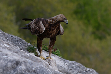 Golden Eagle (Aquila chrysaetos resting on a rock