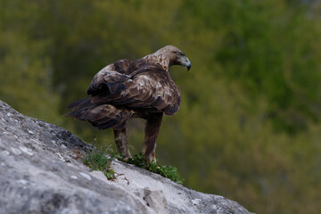 Golden Eagle (Aquila chrysaetos resting on a rock