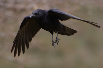 Carrion Crow (Corvus corone) in flight
