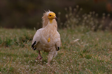 Egyptian vulture (Neophron percnopterus) on the grass