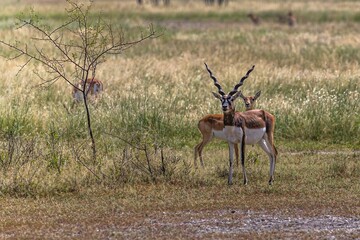 Blackbucks in their natural habitat