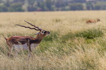 Blackbuck in its natural habitat