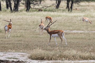 Blackbucks in their natural habitat